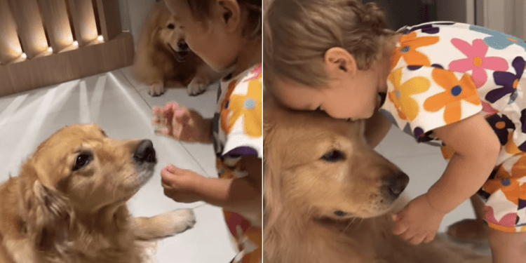 Golden Retrievers Are Very Patient With a Tiny Human Trying to Play With Them