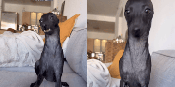 Dog Turns Into the Final Braincell in Hilarious Video