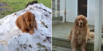 Golden Retriever Waits Patiently for Snow in Heartwarming Video