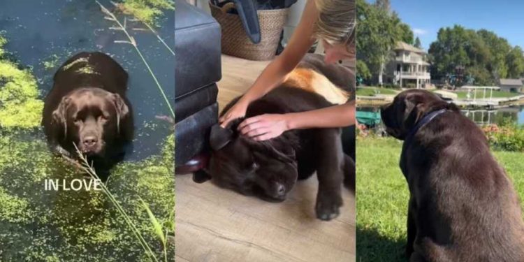 Video Shows Why It’s So Easy to Love This Labrador