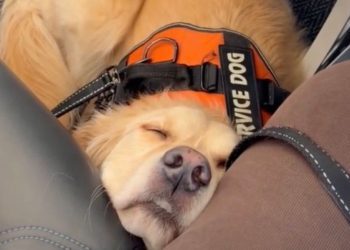 Video: Golden Retriever Can Barely Stay Awake While Flying
