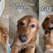 Video: Golden Retriever Immediately Surrenders After the Crime