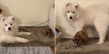 Video Shows Dog & Cat Going From Sleeping Apart to Sleeping Together