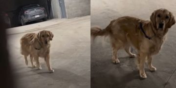 Golden Retriever’s Hide-and-Seek Game Ends With a Funny Reaction