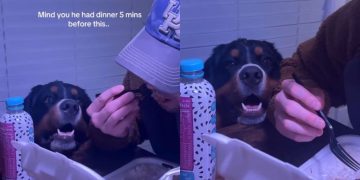 Video: Dog Wants a Piece of Owner’s Dinner After Eating His Own