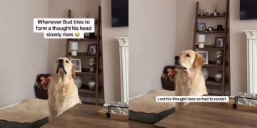 Video: This Is What Happens When Dog Tries To Form a Thought