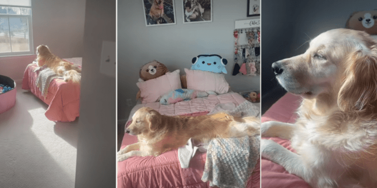 Video: Golden Retriever Enjoys the View From Her Own Room