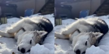Video: Rescue Husky Enjoys Relaxing Nap Time in Snow