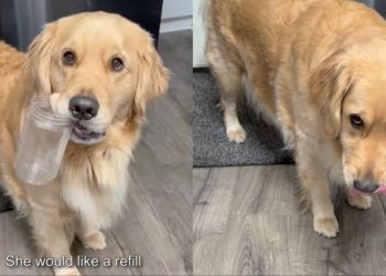 Video: Dog ‘Came Prepared’ for Peanut Butter Refill