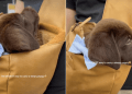 Video: Owner Reveals Cutest Way To Carry Labrador Puppy