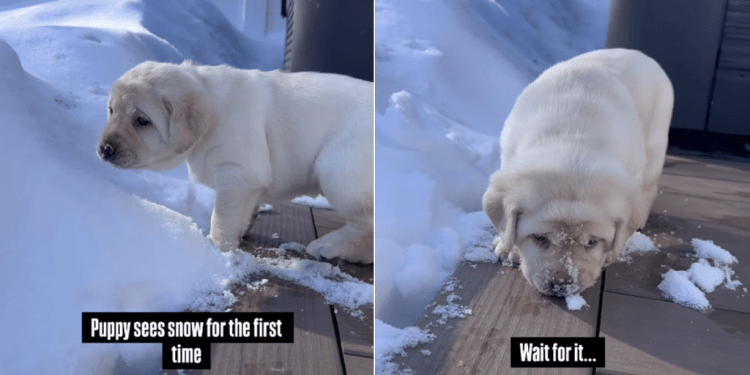 Video: Puppy Plops Face Into Snow After Exploring It for First Time