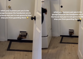 Dog Won’t Let Anything Stop Him From Guarding the House in Funny Video