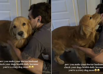 Golden Retriever Gets Daily Health Checkups Because of Dog Mom