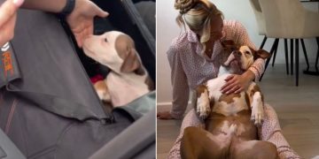 Video: Owner Recalls Meeting XL Bully for First Time as Pup