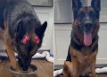 Video: Dog Drinking From Her Bowl Starts Sweet, Ends Hilariously