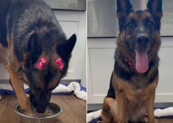Video: Dog Drinking From Her Bowl Starts Sweet, Ends Hilariously