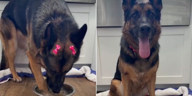 Video: Dog Drinking From Her Bowl Starts Sweet, Ends Hilariously