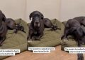 Big Dog Is Possibly Confused About Tiny Puppy Sharing His Bed