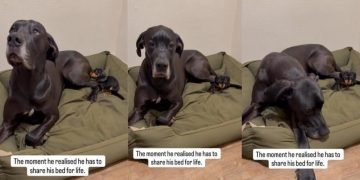 Big Dog Is Possibly Confused About Tiny Puppy Sharing His Bed