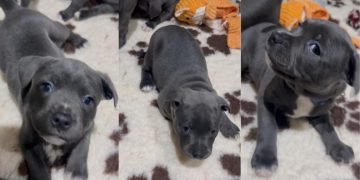 Video: Staffy Pup’s Cute Antics To Get Picked up Melts Hearts