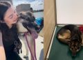 Shelter Dog Shows How a Day Out & Some Love Make a World of Difference