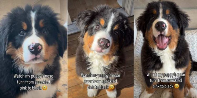 Owner Documents Puppy’s Adorable Nose Transition