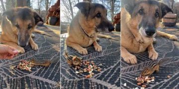 This Dog Doesn’t Mind Sharing Peanuts With His Tiny Best Friend