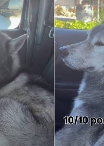 Dog Shows How Upset He Is With Owner for Taking Him to Groomers