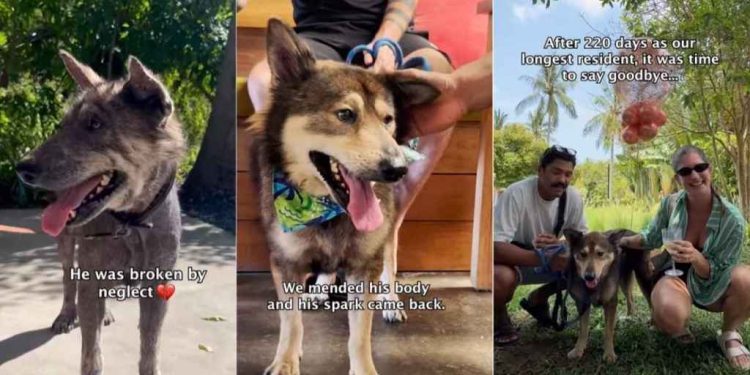 Abandoned Rescue Dog Waits Years for Family To Return, Then Finds a Home