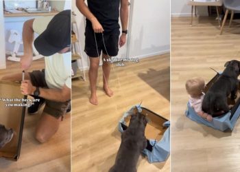 Dog Takes Little Baby Along for Ride as They Zoom by on Sled Dad Made