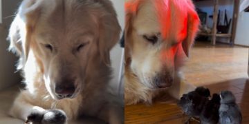 Golden Retriever Meets His Little Babies, Then Gently Watches Over Them