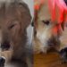 Golden Retriever Meets His Little Babies, Then Gently Watches Over Them