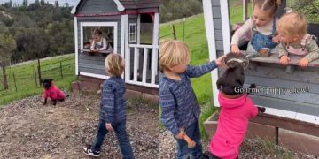 Dog Stops by Little Girls’ Cafe for Treats on Wholesome Sunday Afternoon