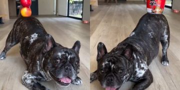 Dog Wows Internet With His Amazing Balancing Skill