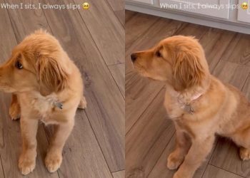 Golden Retriever Puppy Adorably Slips Whenever She Sits