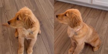 Golden Retriever Puppy Adorably Slips Whenever She Sits