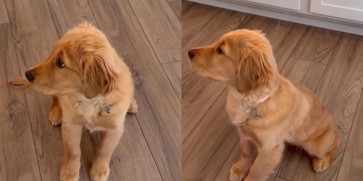 Golden Retriever Puppy Adorably Slips Whenever She Sits