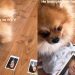Dog Adorably Chooses V as His Favorite BTS Member
