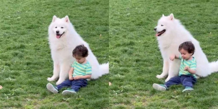 Samoyed & Toddler Make Core Memories on Beautiful Day at Park