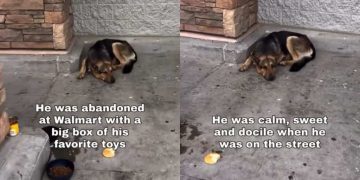Dog Abandoned at Walmart With All His Toys Just Wants a Second Chance