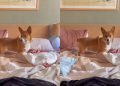 Corgi Puppy Starts Doing Zoomies on Pile of Laundry
