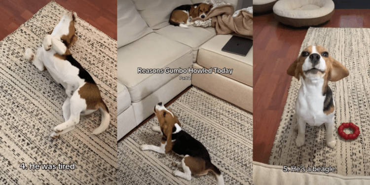 Owner Reveals Adorable & Funny Reasons Behind Dog’s Howling