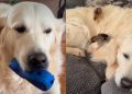 Golden Retriever Starts ‘Screaming,’ but His Mood Changes When He Meets His Babies