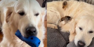Golden Retriever Starts ‘Screaming,’ but His Mood Changes When He Meets His Babies