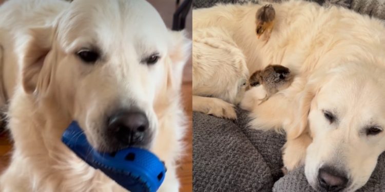 Golden Retriever Starts ‘Screaming,’ but His Mood Changes When He Meets His Babies