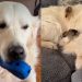 Golden Retriever Starts ‘Screaming,’ but His Mood Changes When He Meets His Babies