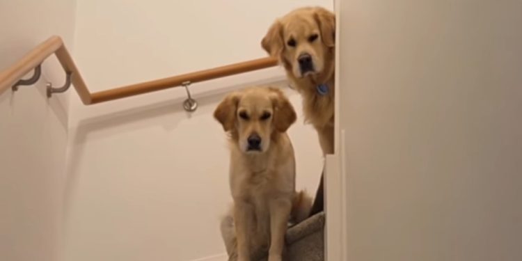 Golden Retrievers Judge Mom for Being Too ‘Loud’ With Friends