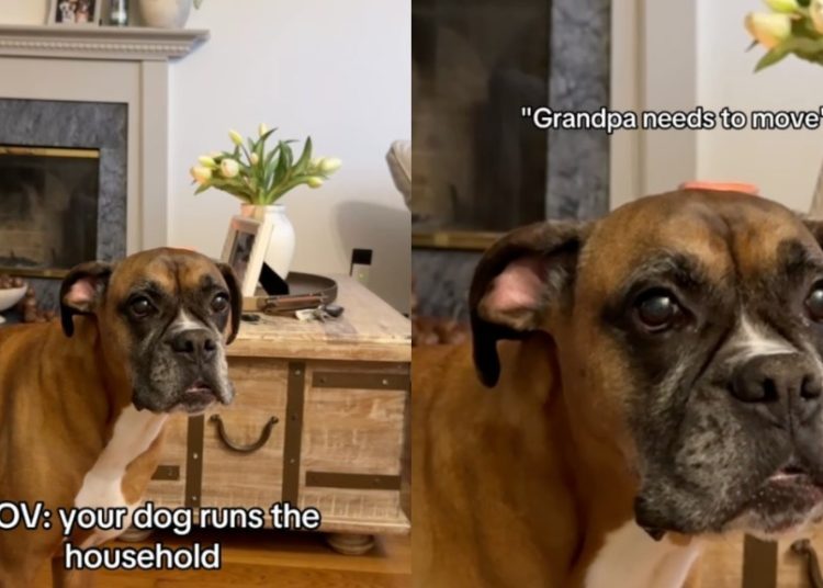 Dog Makes It Clear Grandpa Is Sitting in the Wrong Spot on the Couch