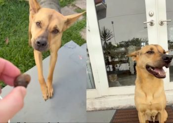 Rescue Dog Puts Head in Bucket but Listens to Dad When He Asks Him To Stop
