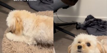 Tiny Dog Finally Catches Sock After Little Help From Owner